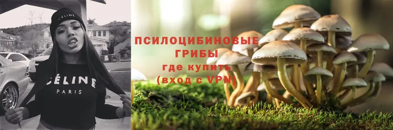 Псилоцибиновые грибы Psilocybe  цены наркотик  Краснозаводск 